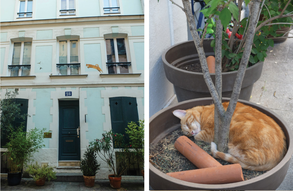 rue cremiuex cats