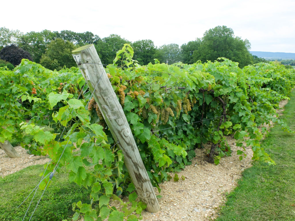 vynecrest vineyards